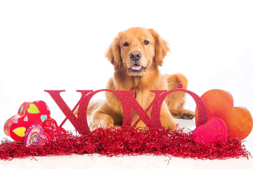 A beautiful Golden Retriever Dog laying down in Valentine's Day decorations.