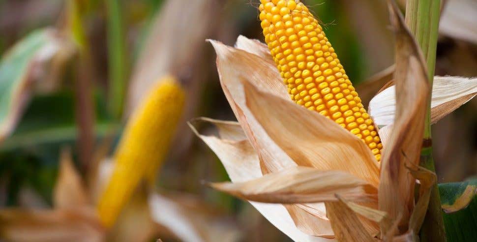 Making A Thanksgiving Corn Husk Wreath