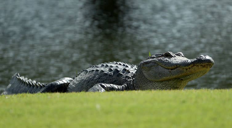 alligator florida man