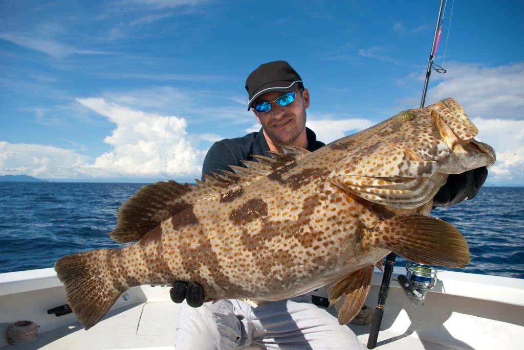 grouper