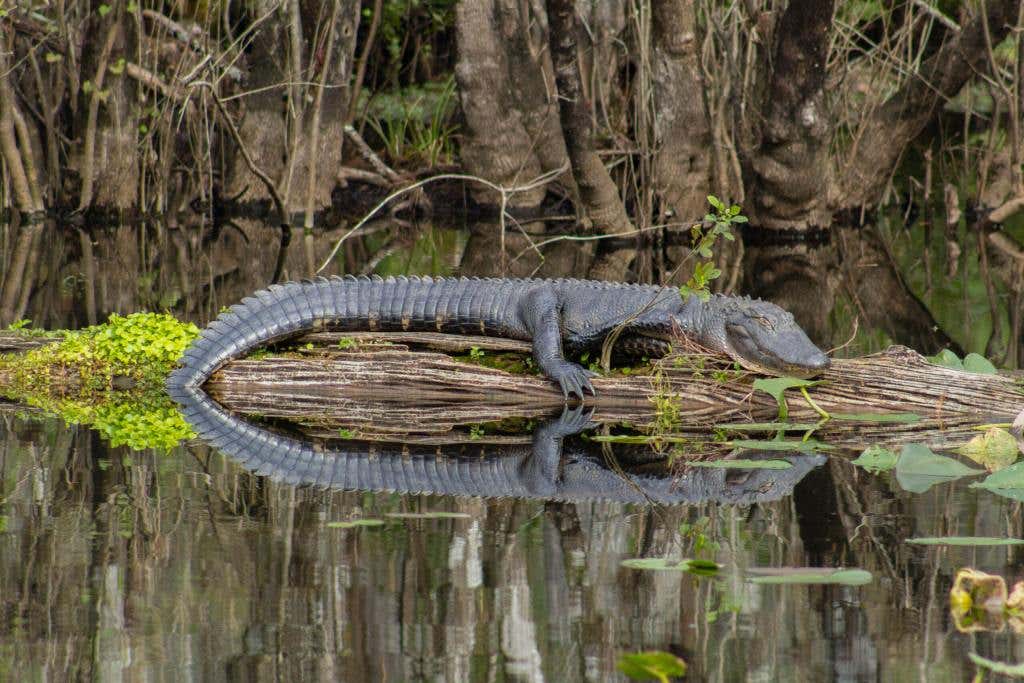 Six Mile Cypress Slough Preserve