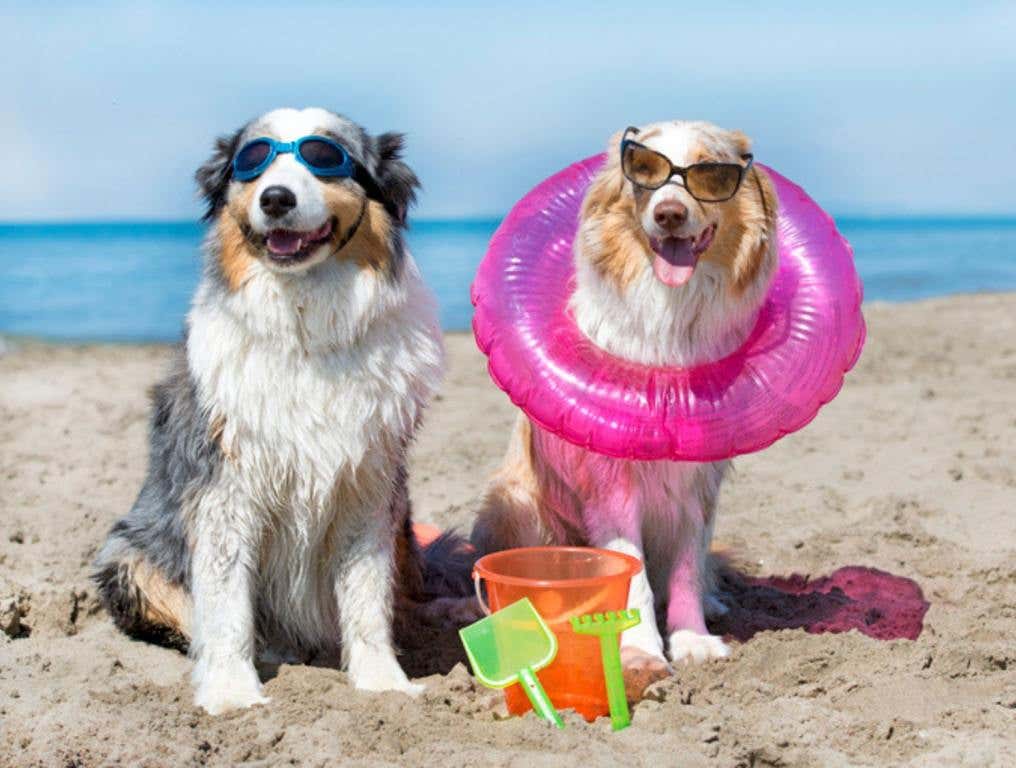 dogs on a beach with beach toys