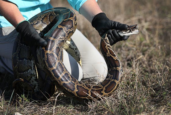 florida python