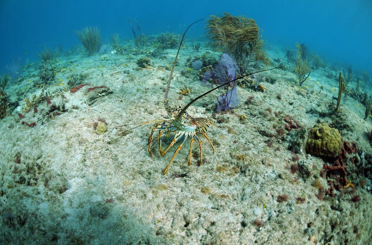 Spiny Lobster