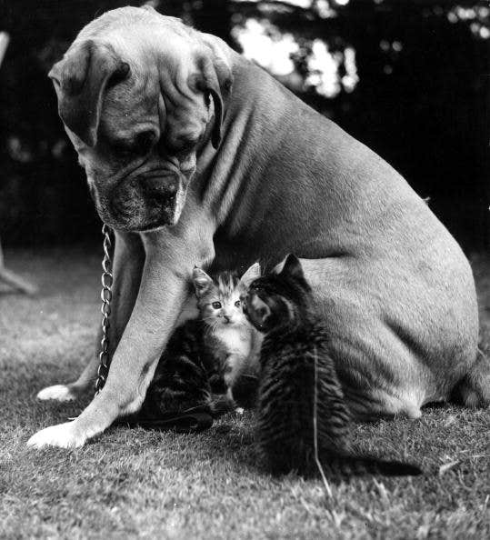 Boxer And Kittens