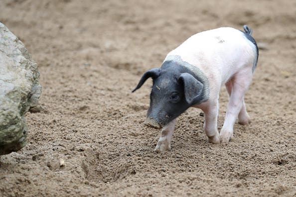 pet pig escaped from home in florida