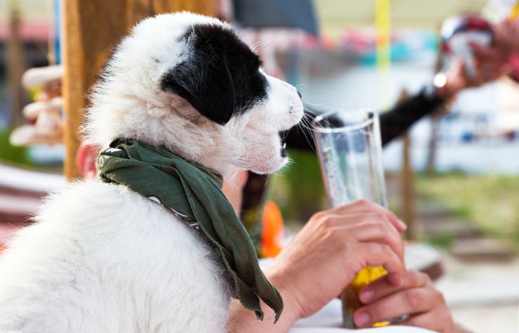 Dog Waterpark Liquor Bar