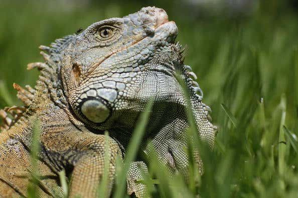 Florida Fish And Wildlife Commission Tries To Curb Iguana Population