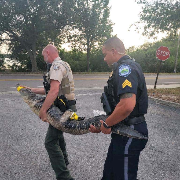 Officers carry Alligator