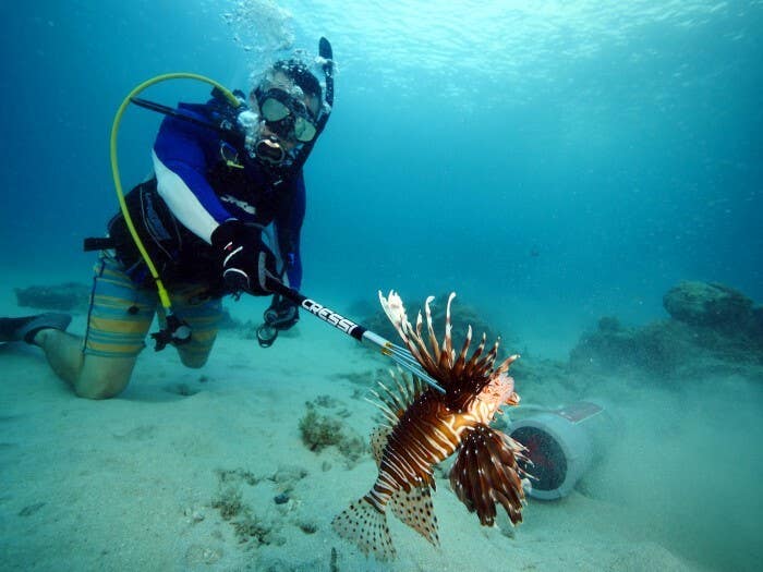 Lionfish challenge fishing