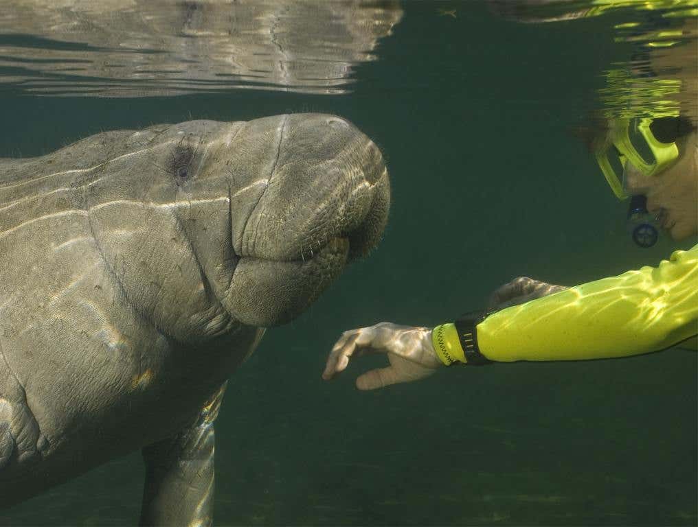 best things to do include swimming with manatee in florida