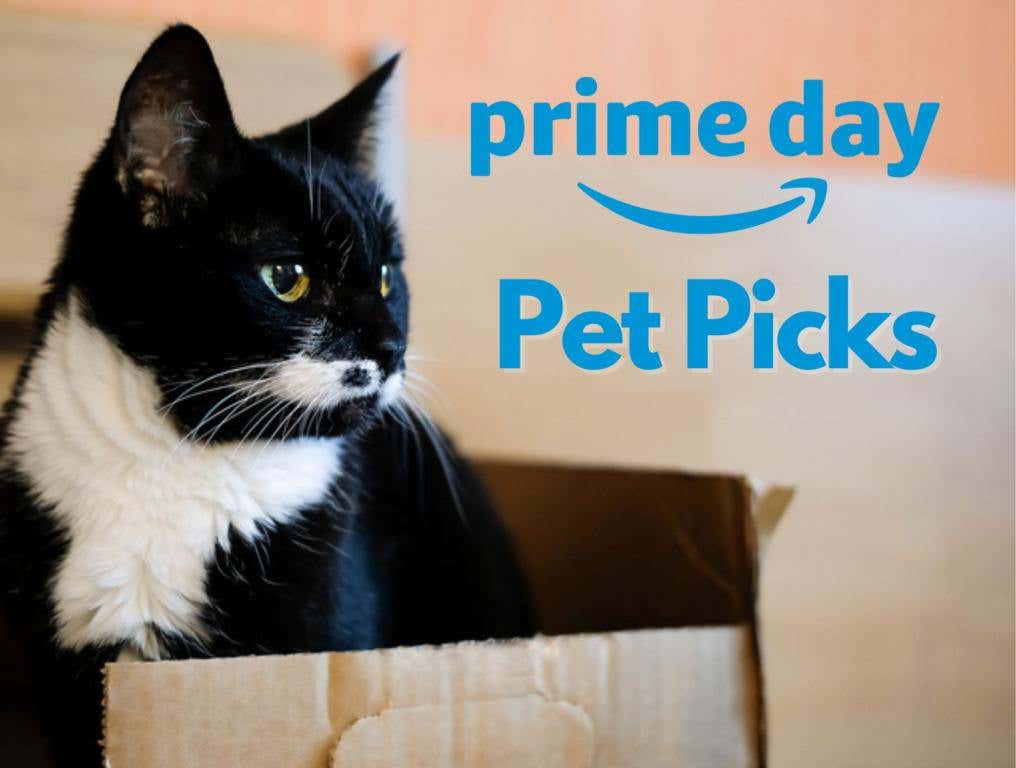 tuxedo cat in box amazon prime day pet picks logo