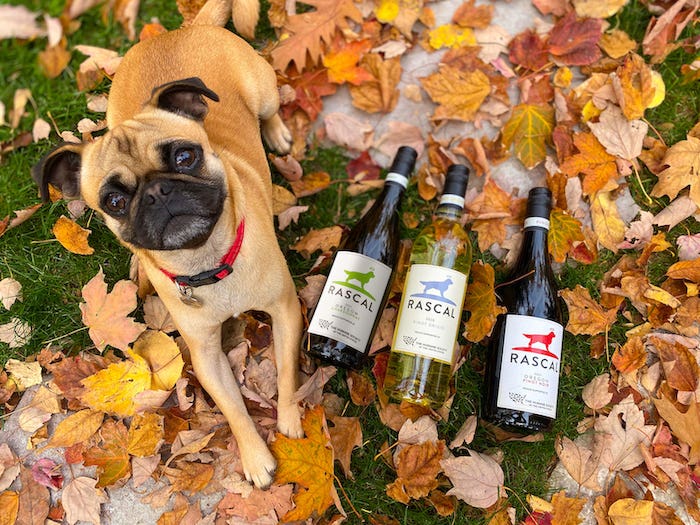 Photo of a dog in leaves with bottles of wine