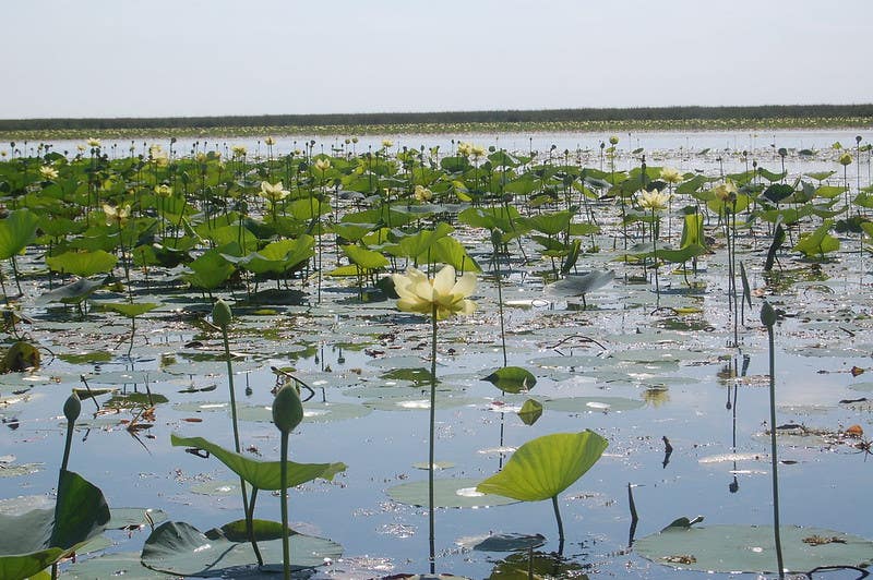 Lake Okeechobee lilies. get you hunting and fishing licenses.