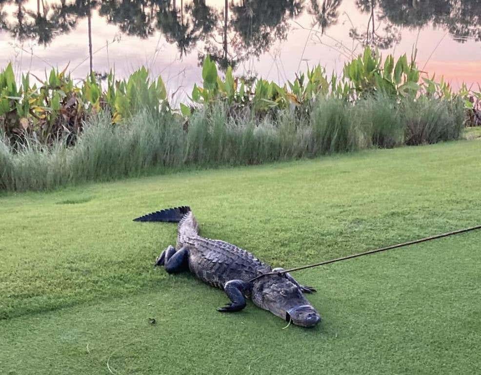 Naples Golf Course alligator