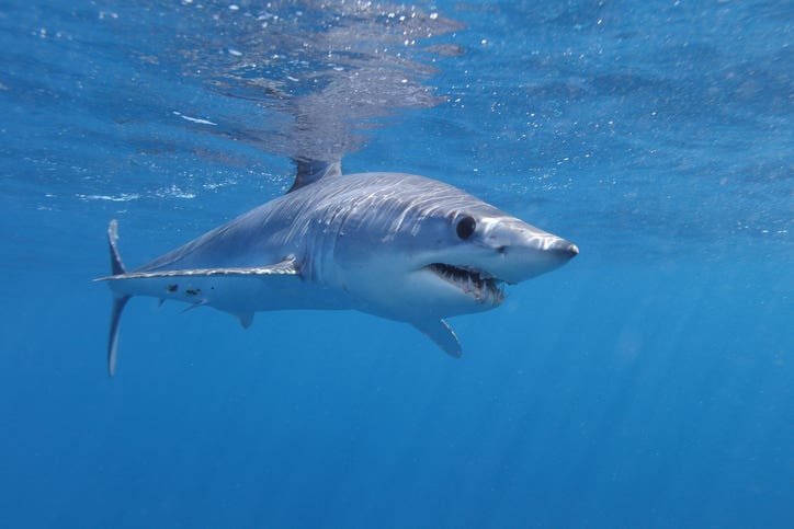 Mako shark on Pensacola Beach