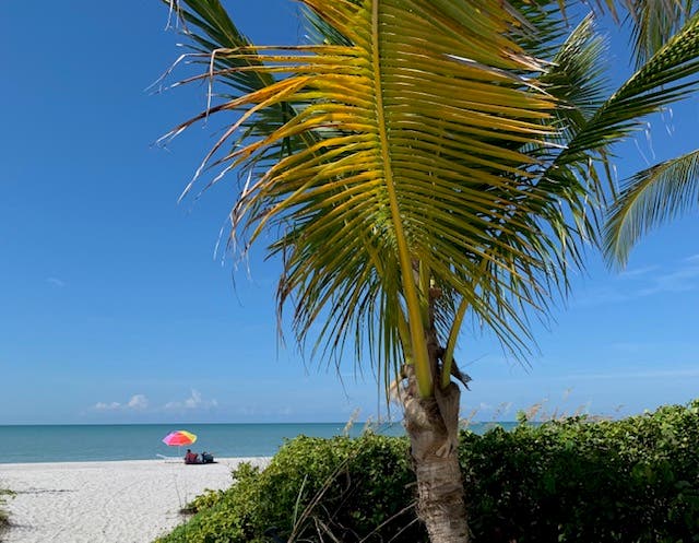 palm tree, blue sky and white beach sand