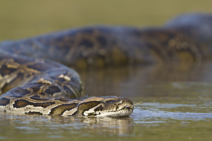 Python head sticking out of the water. Florida Python Hunting Videos