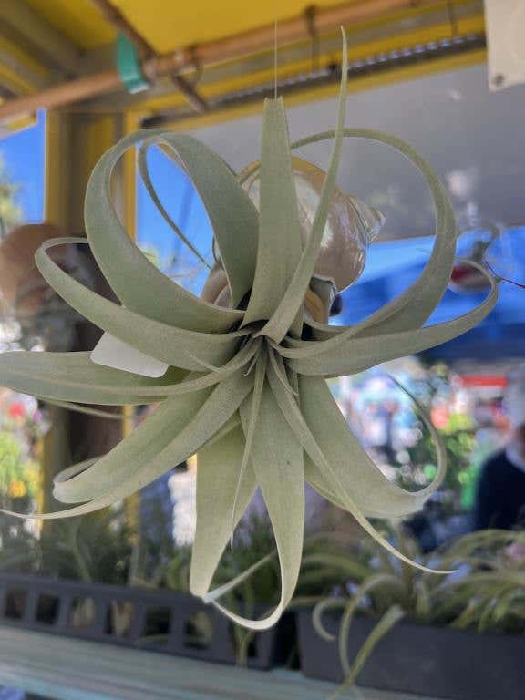 close up of an air plant