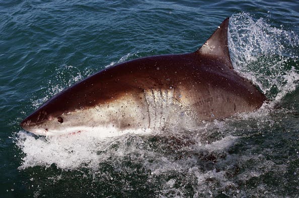 Cage Diving With Great White Sharks In South Africa