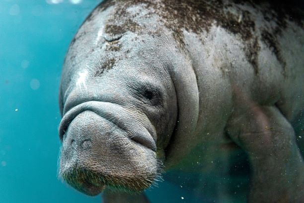 Close up face of a manatee underwater