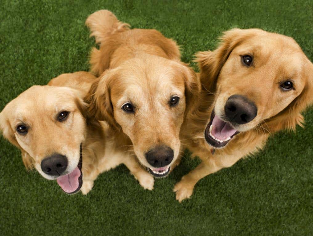 Golden Retriever family photo with smiling dogs.