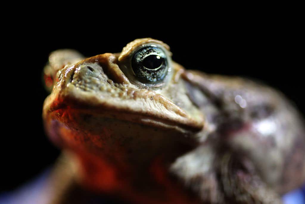 Infestation Of Poisonous Toads Has Florida Residents Calling Pest Control Specialists To Remove The Hoards. Meanwhile Florida's facing a surge of big, poisonous bufo toads, introduced for pest control but now causing trouble in your own backyard.