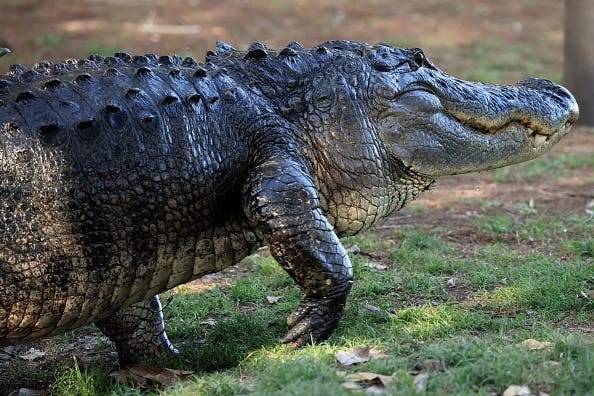 Large 8-Foot Gator In Venice Barges Into Woman's Home