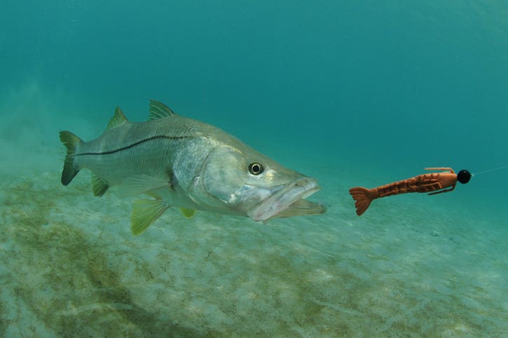 Southwest Florida snook season ends