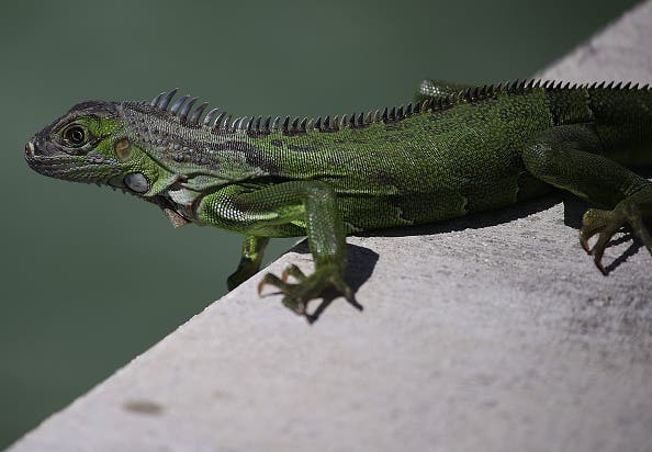 South Florida Battles Invasive Iguana Population at Miami Resort