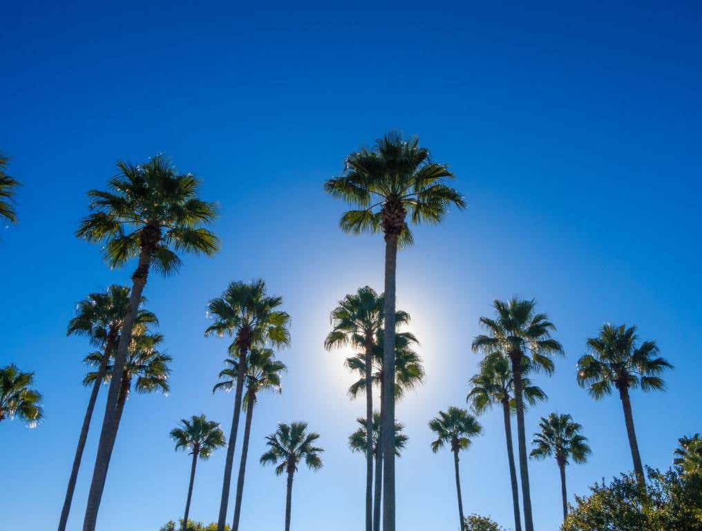 Palm trees and blue skies. Now, we're less than two months away from August, and Florida has one of the world's best August getaways in the world, according to experts.