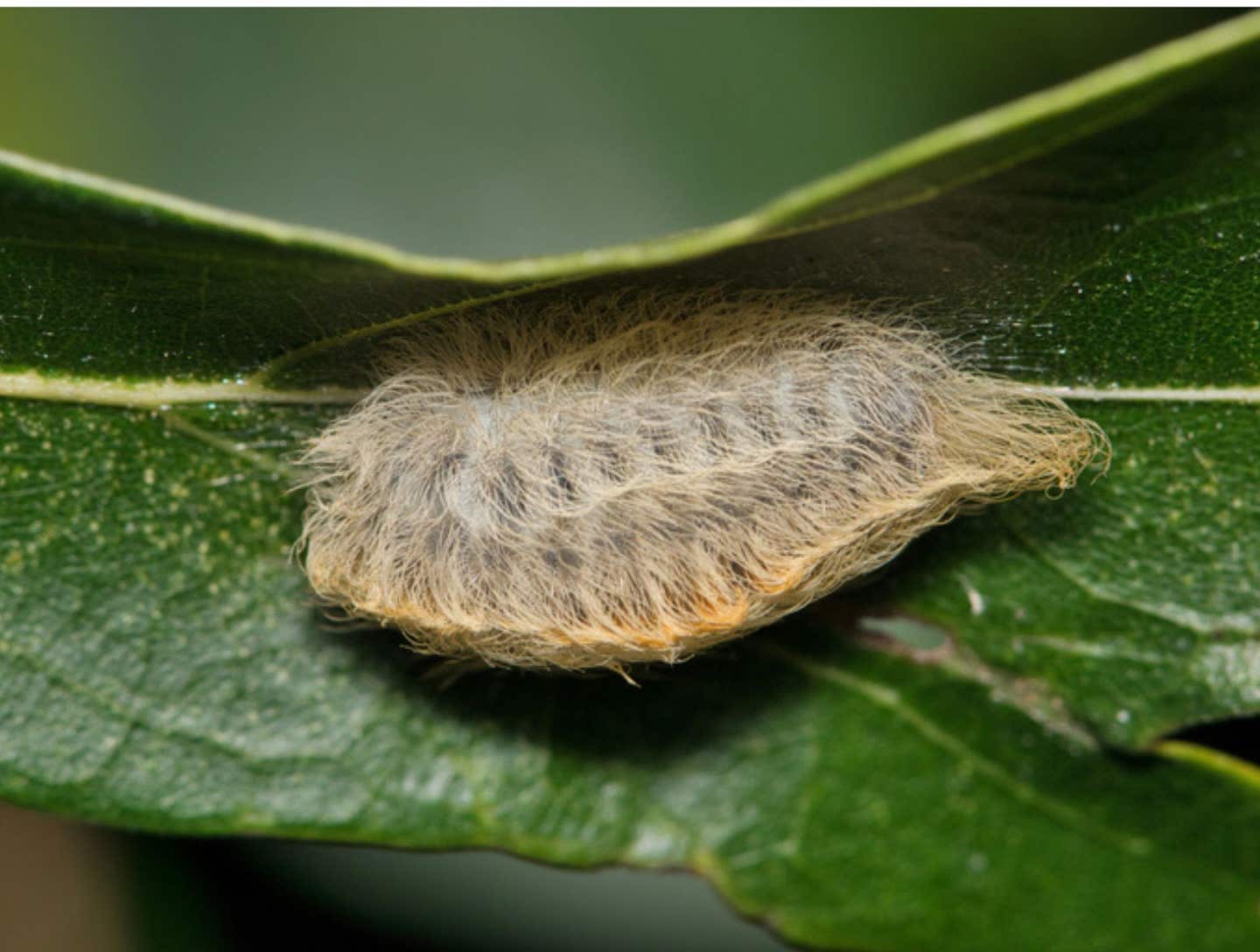 Southern Flannel Moth caterpillar (Megalopyge opercularis) side view on a leaf. Dangerous insect species found in the USA. puss caterpillar