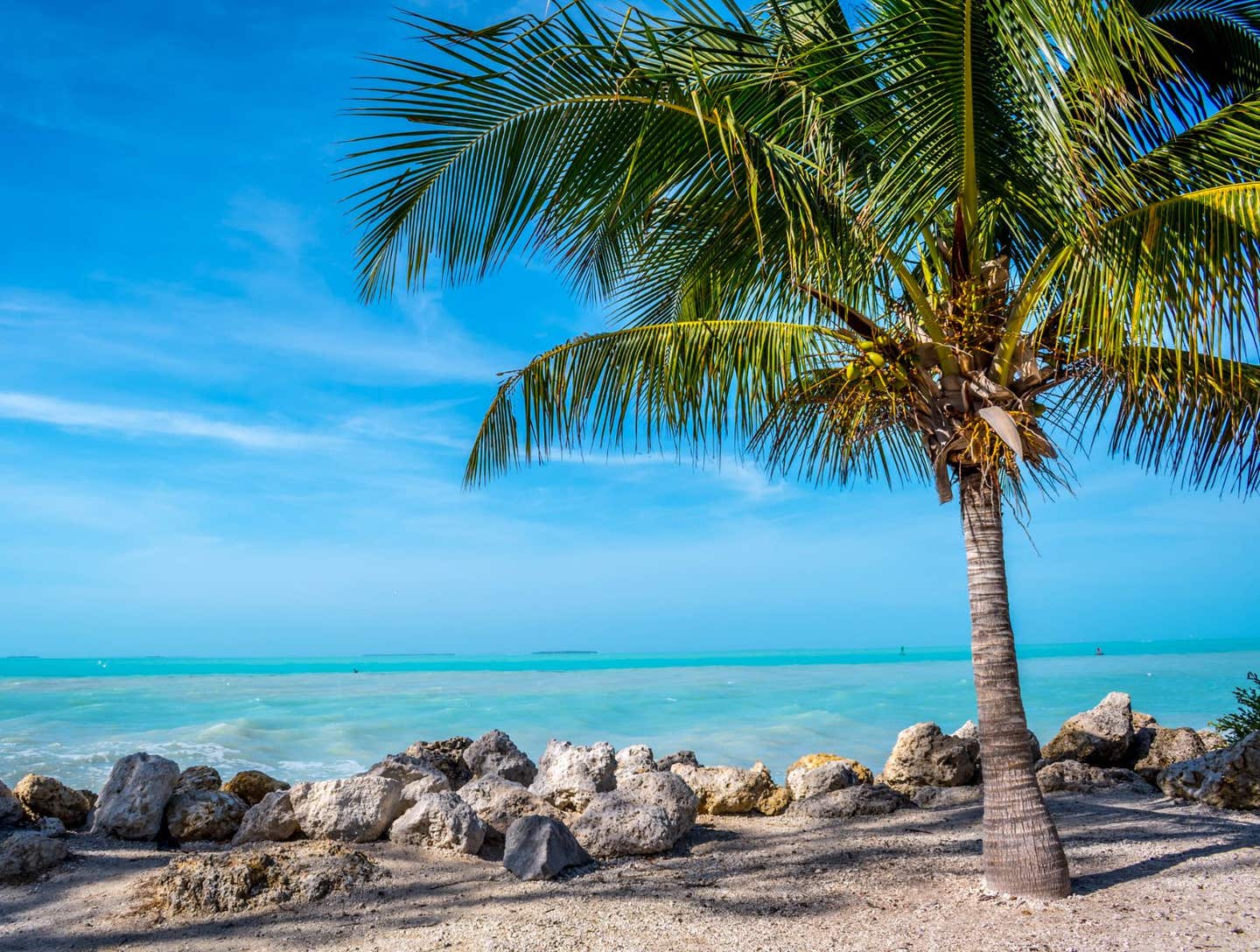 Palm tree. Two Florida cities have been named the best in America to avoid snow.