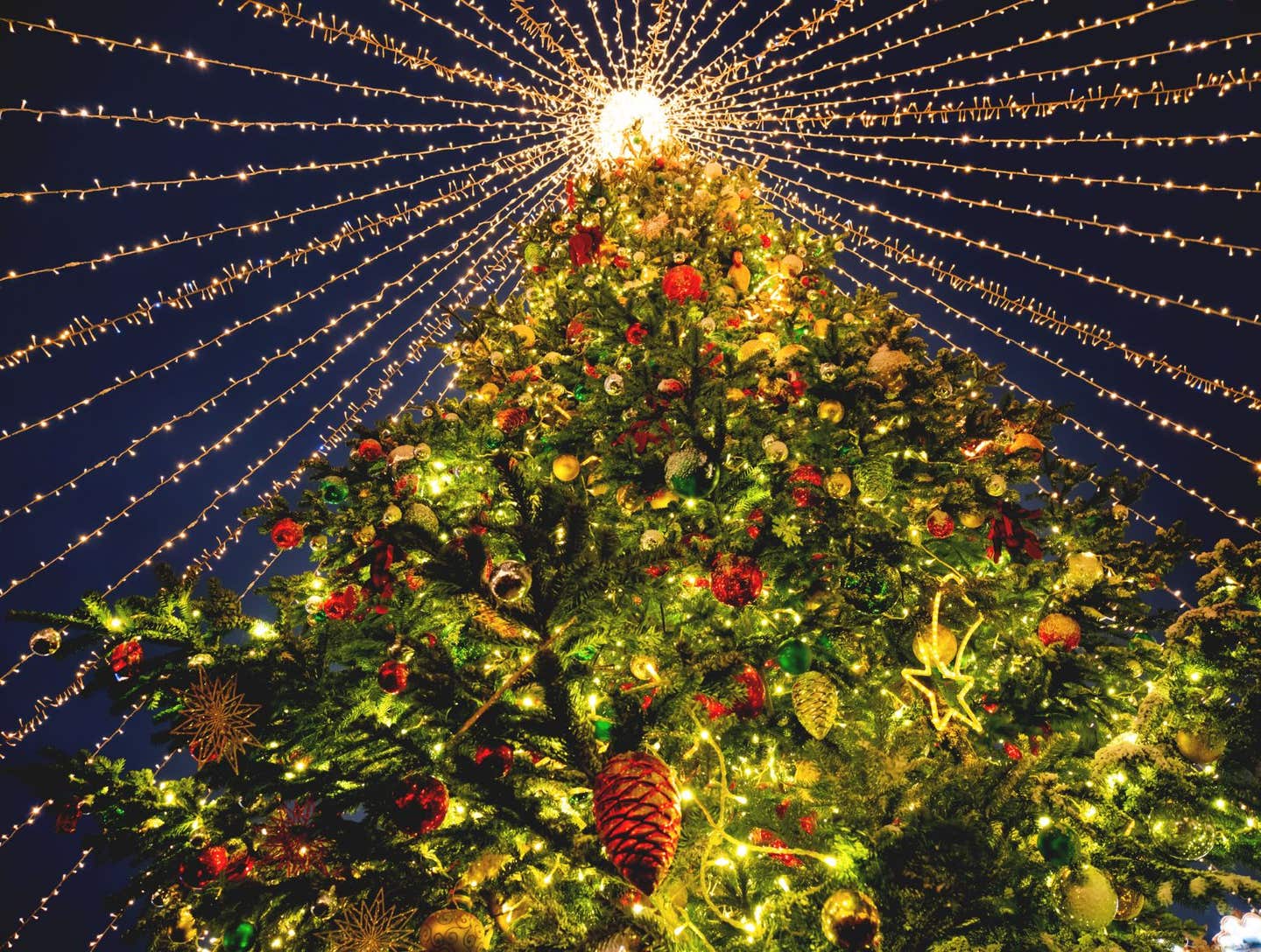 Christmas tree. The holiday season is here, and there are a variety of Florida Christmas light displays that you can enjoy to kick off the festive season.