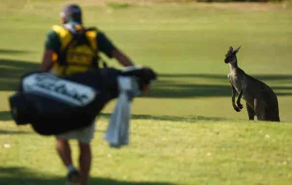 Rogue Kangaroo Caught After 3 Weeks In Florida