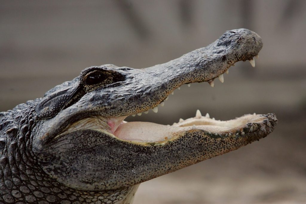 Fatal Alligator Attacks Set New Record In Florida