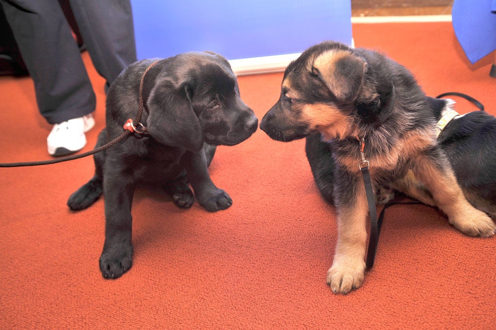 this-is-the-most-popular-puppy-breed-in-florida