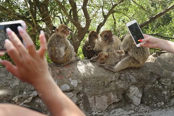 Travel Destination: Gibraltar
Meanwhile Residents in Groveland, Florida, find themselves captivated by the unexpected presence of wild monkeys roaming their streets,
