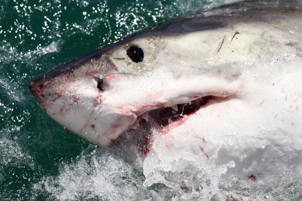 Cage Diving With Great White Sharks In South Africa.
Meanwhile, A Florida man has some shark attack advice after surviving one in the Bahamas advises others not to succumb to fear.